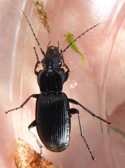 Pterostichus cristatus
