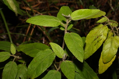 Solanum densevestitum