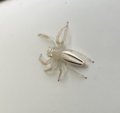Telamonia