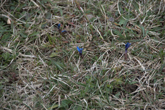 Gentiana verna