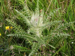 Cirsium scopulorum