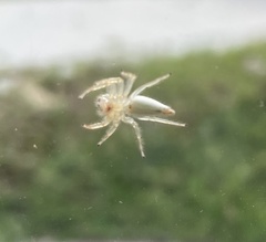 Telamonia