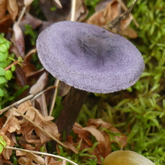 Cortinarius violaceus