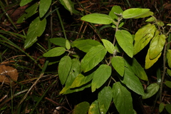 Solanum densevestitum