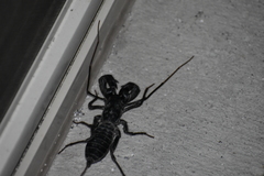 Mastigoproctus giganteus