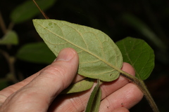 Solanum densevestitum