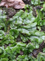 Marchantia polymorpha polymorpha