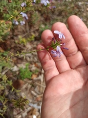 Plumbago europaea