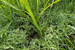 Cyperus esculentus