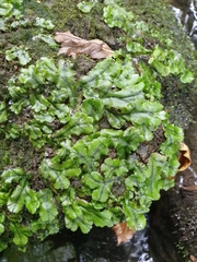 Marchantia polymorpha polymorpha
