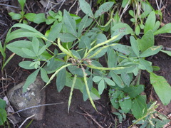Thermopsis divaricarpa