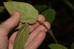 Solanum densevestitum