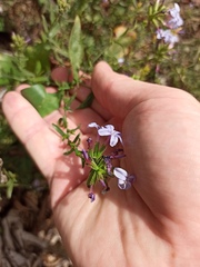 Plumbago europaea
