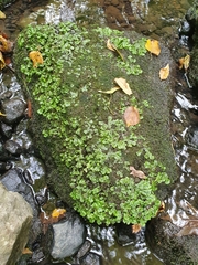 Marchantia polymorpha polymorpha