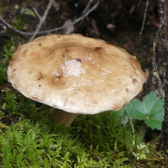 Limacella