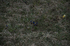 Gentiana verna