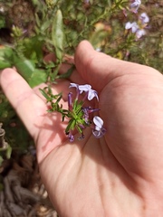 Plumbago europaea