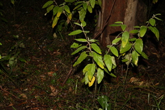 Solanum densevestitum