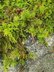 Thuidium delicatulum