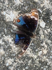 Junonia orithya