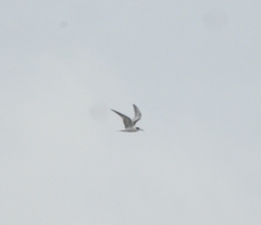 Sterna hirundo