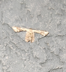 Calledapteryx dryopterata