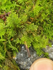 Thuidium delicatulum