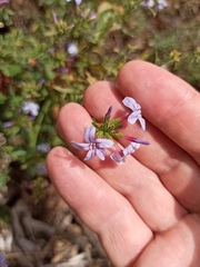 Plumbago europaea