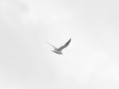 Sterna hirundo