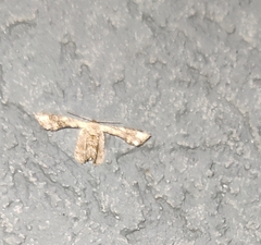 Calledapteryx dryopterata