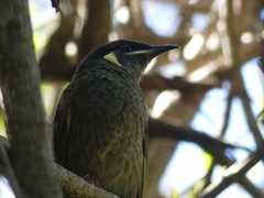 Meliphaga lewinii