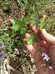 Plumbago europaea