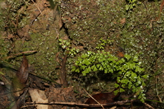 Lindsaea microphylla