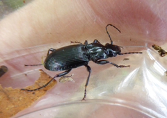 Pterostichus cristatus