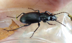 Pterostichus cristatus