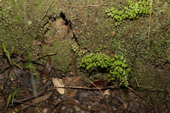 Lindsaea microphylla