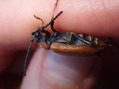 Stictoleptura rubra
