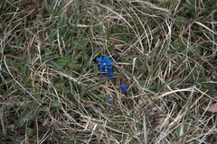 Gentiana verna