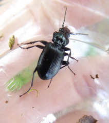Pterostichus cristatus