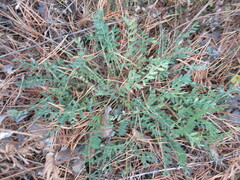 Astragalus laxmannii