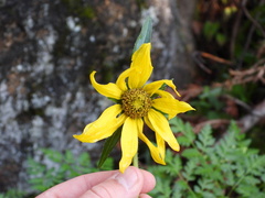 Helianthella