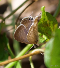 Lampides boeticus