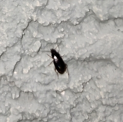 Harpalus distinguendus