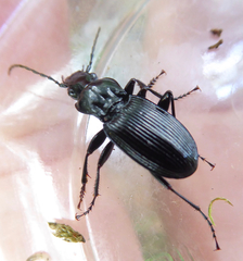 Pterostichus cristatus