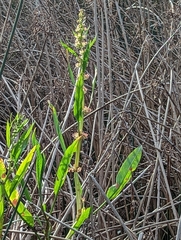 Rumex bidens