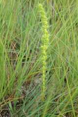 Crassula lanceolata transvaalensis