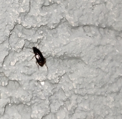 Harpalus distinguendus