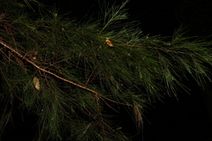 Allocasuarina torulosa