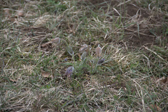 Pulsatilla vulgaris
