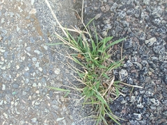 Eragrostis amabilis